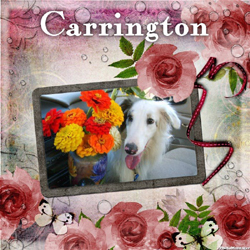 Carrington - RIP May 2012