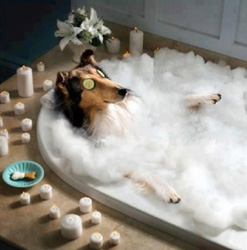 Collie taking a bubble bath for pampered collies at HCR