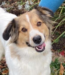 Daisy - a successfully adopted Collie