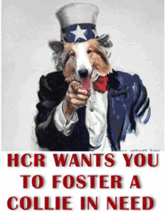 Houston Collie Rescue wants you to foster a Collie in need banner