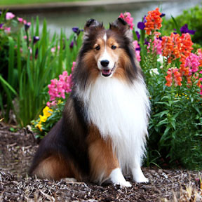 Trucker the collie in an oasis of flowers from Meyer & Maples Photography fundraising event