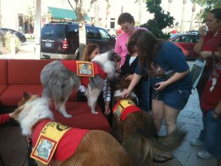Barnes & Nobles Gift Wrapping Fundraiser 2014 with the collies
