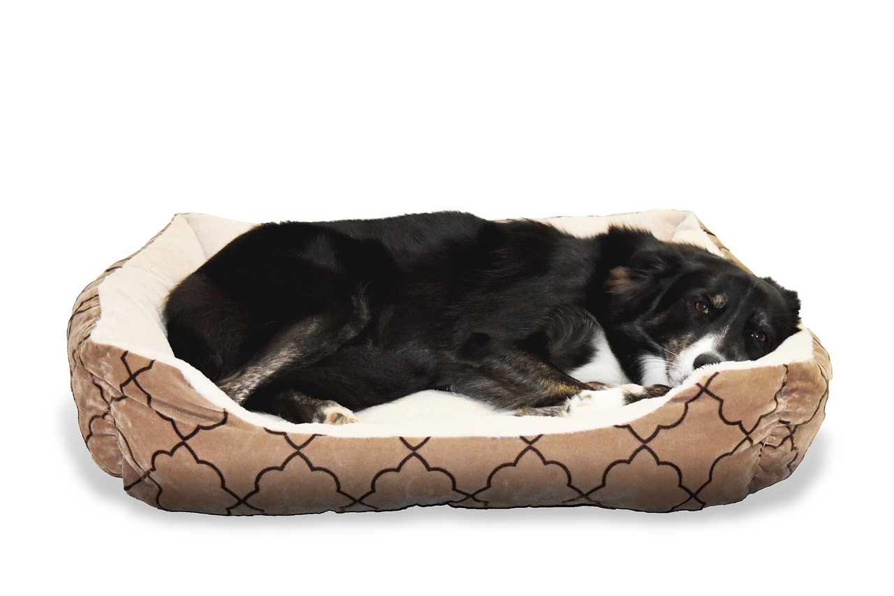 Canine heartworm treatment aftercare with a dog in a pet bed