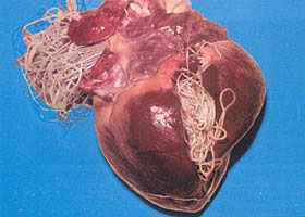 Heart infested with heartworms