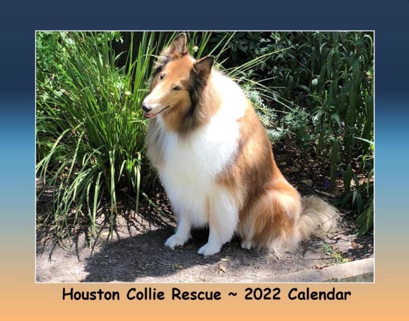 Houston Collie Rescue