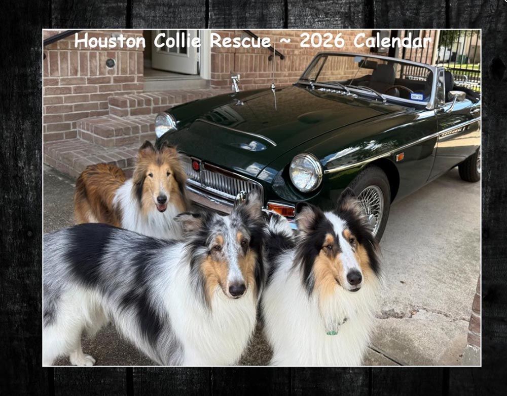 Houston Collie Rescue 2026 Calendar Front Cover